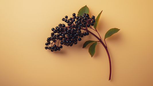 Can Elderberry Help With Coughs? Here’s What You Need to Know