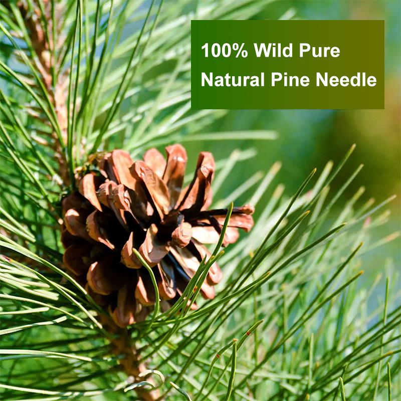 Teh Jarum Pinus