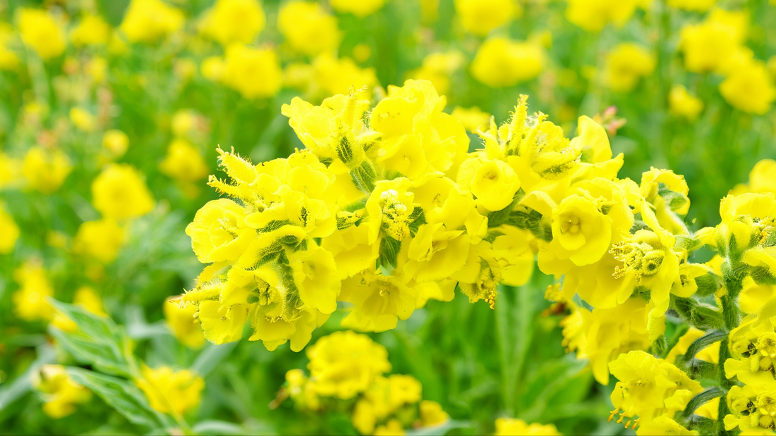 The Power of Mullein: A Natural Solution for Respiratory Health