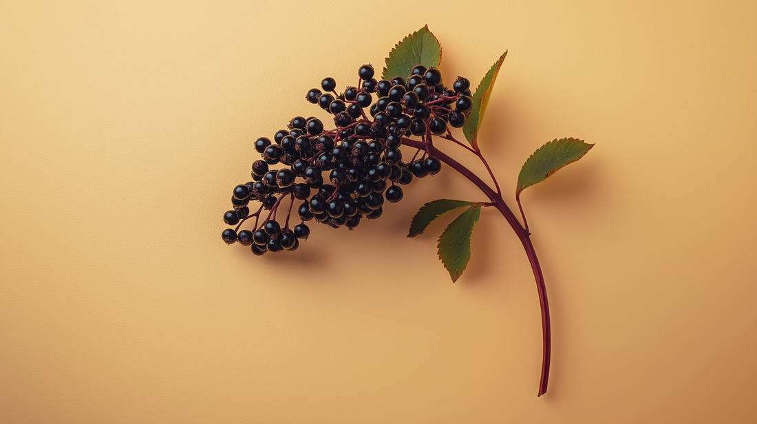 Can Elderberry Help With Coughs? Here’s What You Need to Know