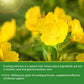 Evening Primrose Capsules