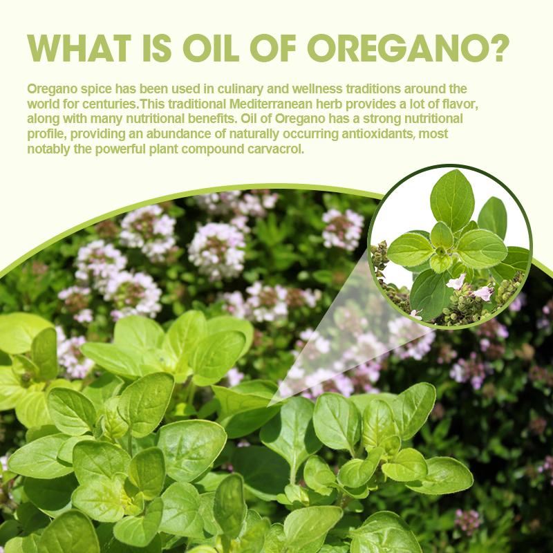 Kapsul Minyak Oregano